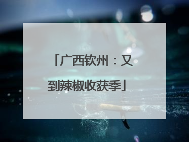 广西钦州：又到辣椒收获季